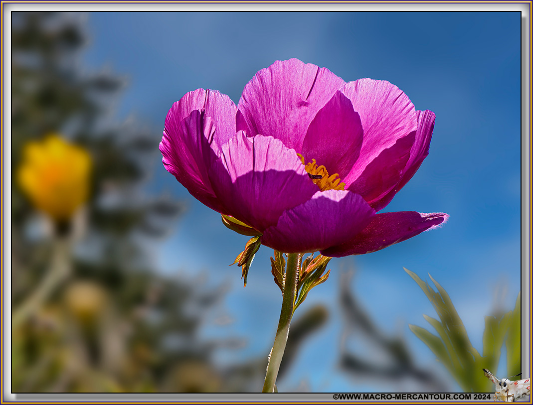 Pivoines